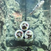 Thủy cung Nhật Bản sáng tạo mô hình Sushi cá chình biển 